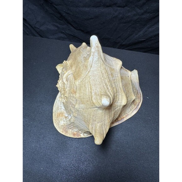 Queen Helmet Conch Sea Shell Cassis Cornuta 9" Nautical Coastal Decor 2.1 lbs - Picture 2 of 12